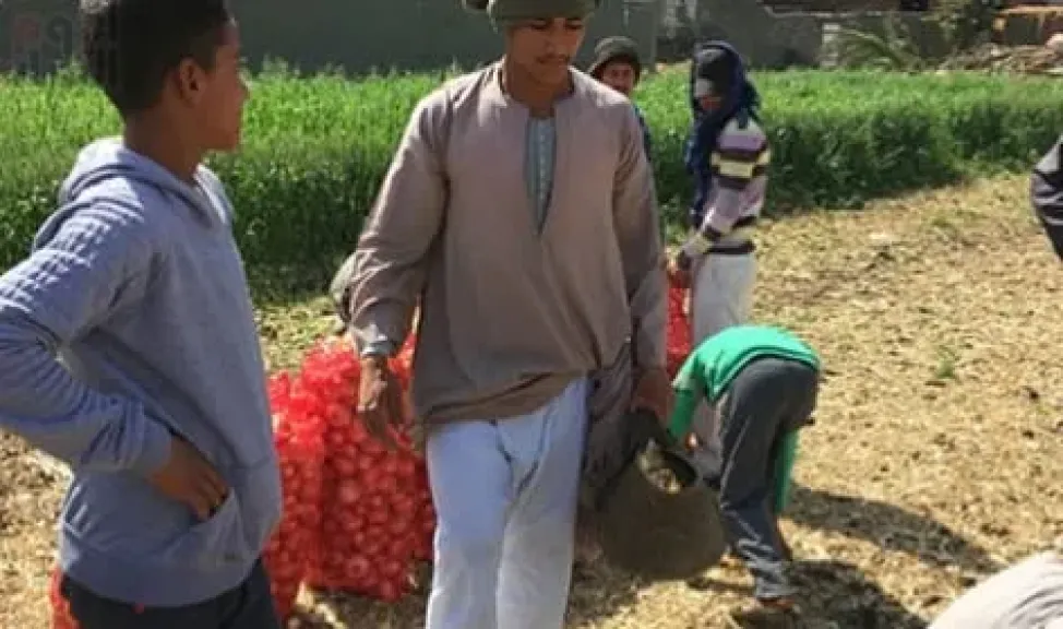 تفاصيل مشروع مصنع تجفيف البصل والثوم بسوهاج