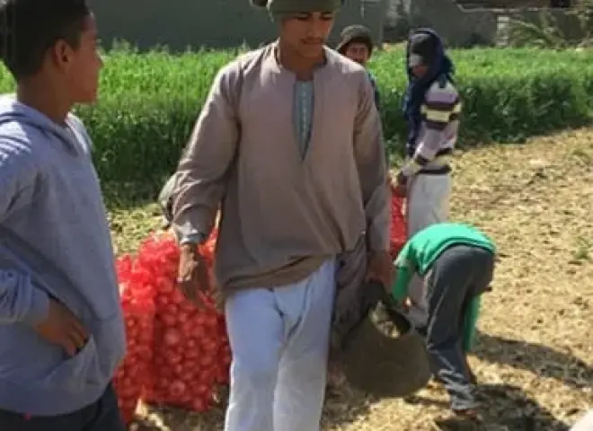 تفاصيل مشروع مصنع تجفيف البصل والثوم بسوهاج