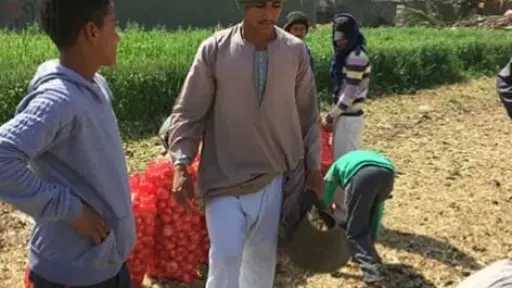 تفاصيل مشروع مصنع تجفيف البصل والثوم بسوهاج