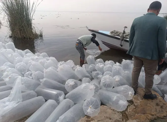 تنمية بحيرة وادي الريان.. خطوات جديدة لتعزيز المخزون السمكي