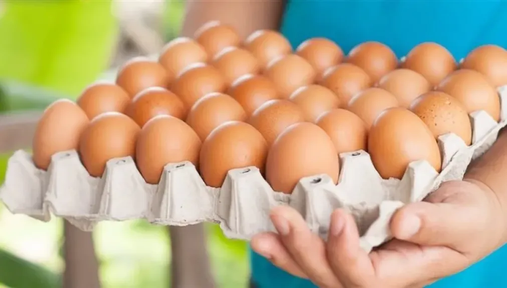 أسعار البيض في المزارع والشركات اليوم الإثنين 16 – 2 – 2026