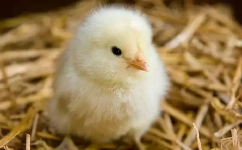 أسعار الكتاكيت اليوم الإثنين 16 - 2 - 2026 في الشركات والمزارع