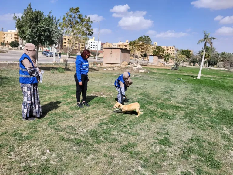«الزراعة»: تحصين وتعقيم أكثر من 11 ألف كلب حر منذ يناير