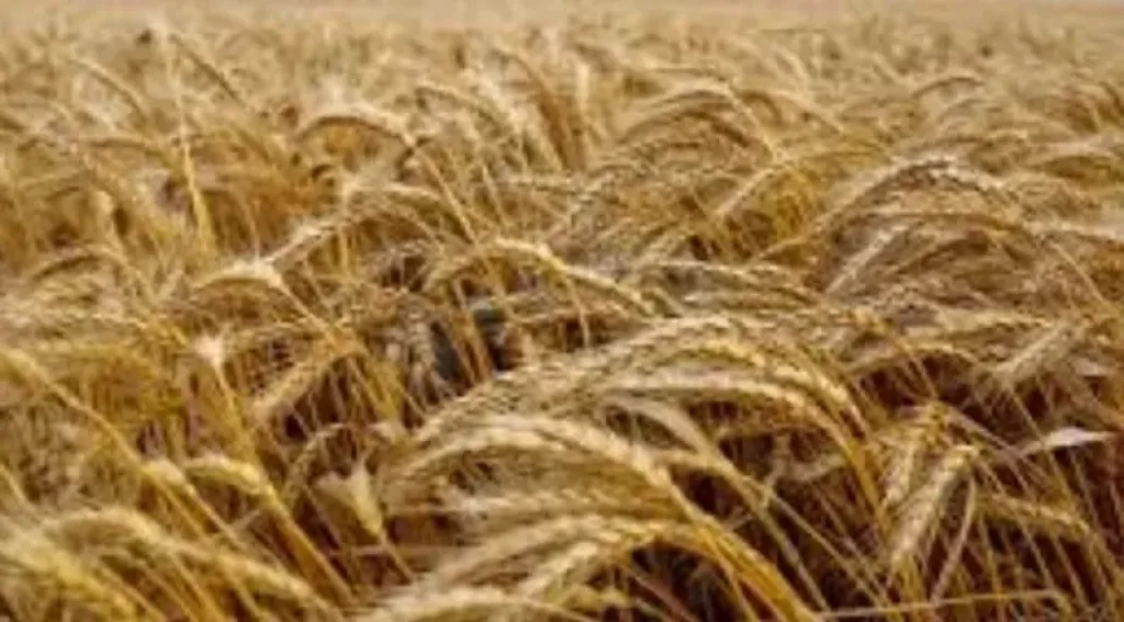 نصائح عاجلة لمزارعي القمح والخضر بسبب التذبذب الحراري