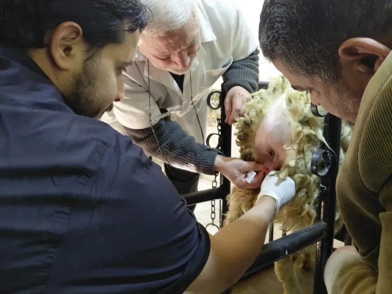 ”التناسليات الحيوانية” يختتم دورة تدريبية لعدد من الأطباء البيطريين حول تقنيات التلقيح الاصطناعي