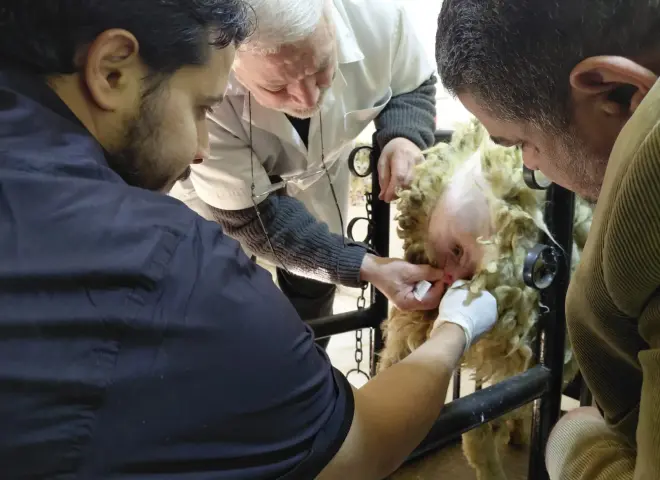 ”التناسليات الحيوانية” يختتم دورة تدريبية لعدد من الأطباء البيطريين حول تقنيات التلقيح الاصطناعي