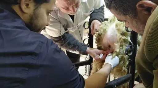 ”التناسليات الحيوانية” يختتم دورة تدريبية لعدد من الأطباء البيطريين حول تقنيات التلقيح الاصطناعي