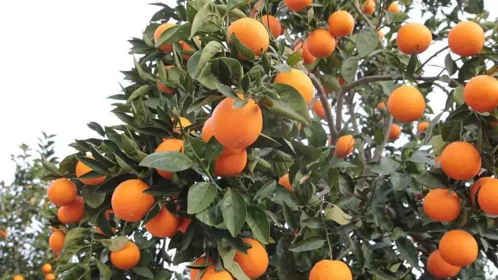 صادرات جنوب أفريقيا الزراعية تتجه لتحطيم الأرقام القياسية