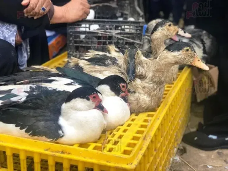 ارتفاع أسعار البط البلدي إلى 400 جنيه مع قرب رمضان