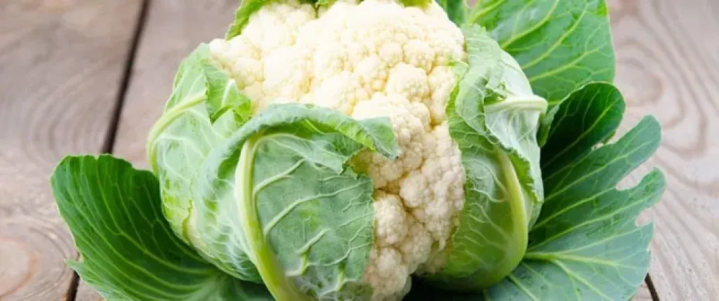 رغم تقلبات طقس إسبانيا.. أسعار القرنبيط في أوروبا تحافظ على مستوياتها