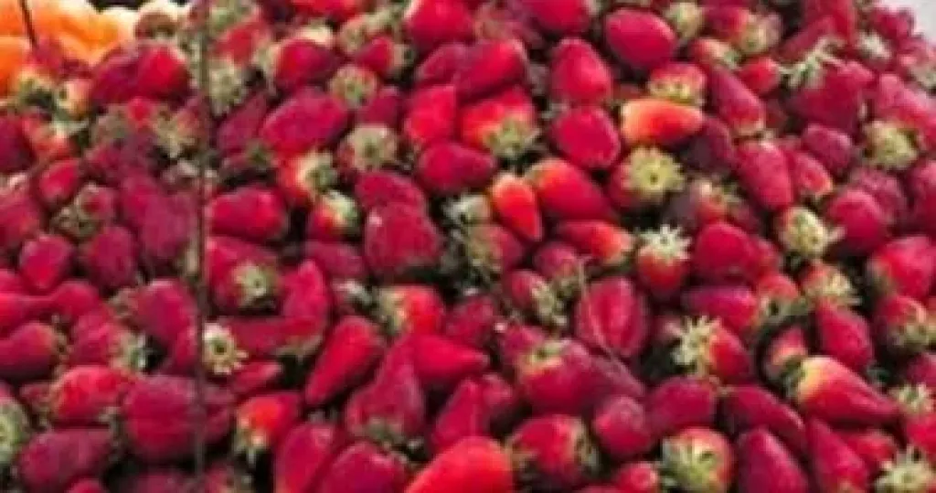 الزراعة تؤكد صدارة مصر عالميًا في الفراولة المجمدة