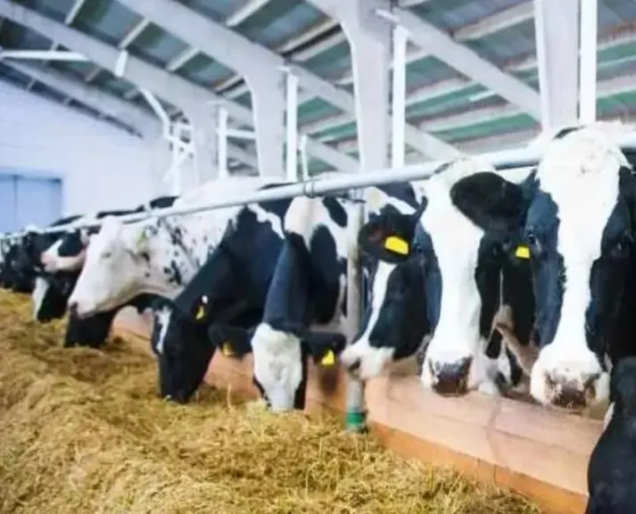 خطوات تمويل رؤوس الماشية بدعم وزارة الزراعة