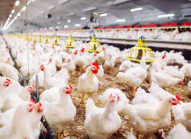 الدواجن بـ90 جنيهًا.. مبادرة جديدة من مستقبل مصر