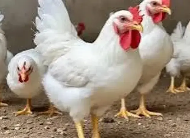 أسعار الفراخ في الأسواق بأول ايام رمضان 2026