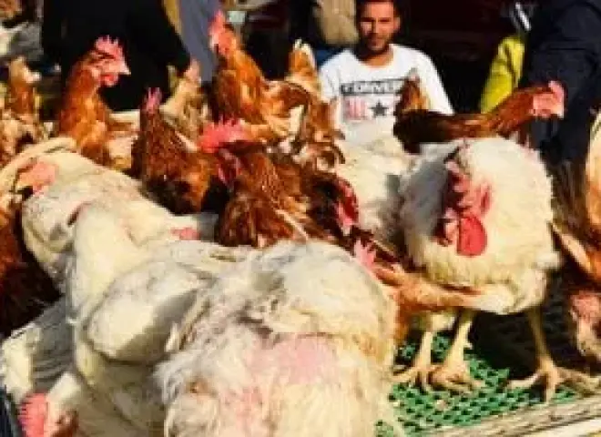 انفراجة مرتقبة.. الزراعة تعلن موعد انخفاض أسعار الدواجن