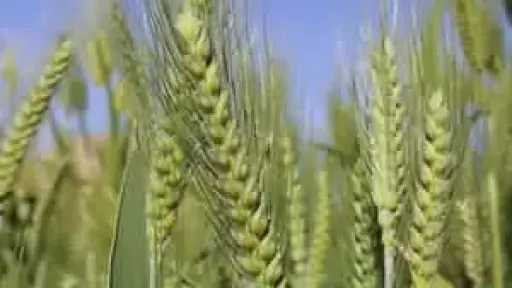 موجة برودة مفاجئة تهدد المحاصيل.. تحذير عاجل من تغير المناخ