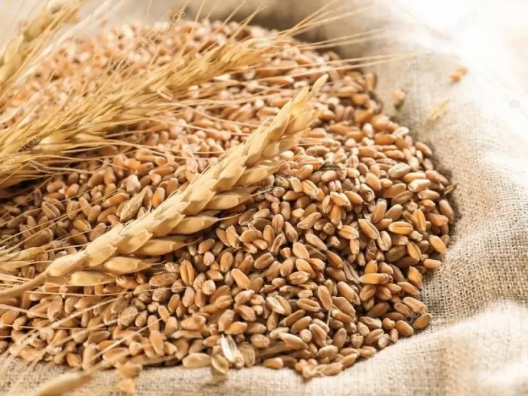 موسكو وطهران تطلقان برنامجا مشتركا لتوريد القمح الروسي