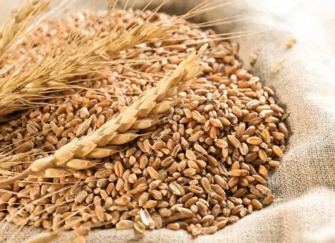 موسكو وطهران تطلقان برنامجا مشتركا لتوريد القمح الروسي