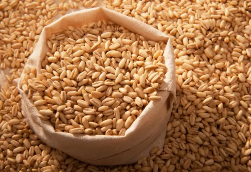 سعر القمح الأوكراني لمصر يحافظ على استقراره رغم هدوء تعاملات شهر رمضان