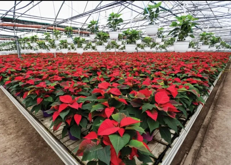 بنت القنصل.. دراسة تكشف آليات إنتاج نباتات مدمجة للتصدير