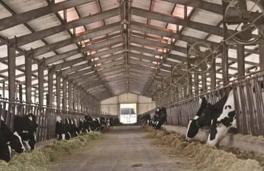 أهم إجراءات حماية الماشية خلال العواصف والغبار القاسي