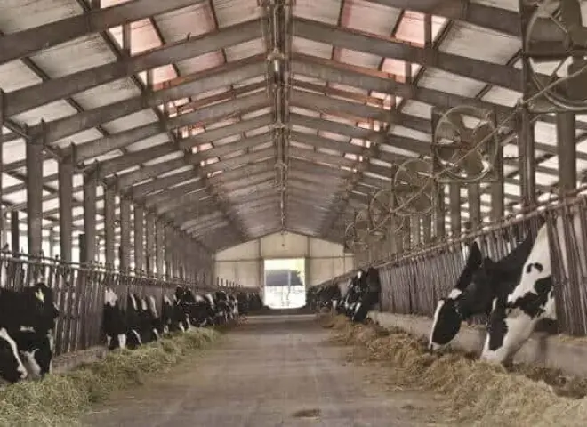 أهم إجراءات حماية الماشية خلال العواصف والغبار القاسي