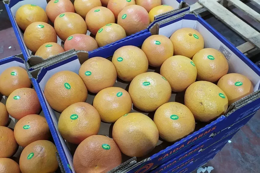 ثورة جينية: استخدام تقنية ”CRISPR” لإنتاج جريب فروت أقل مرارة