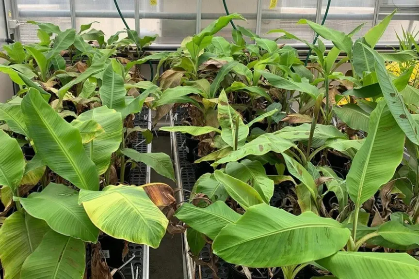 مرض ذبول الموز