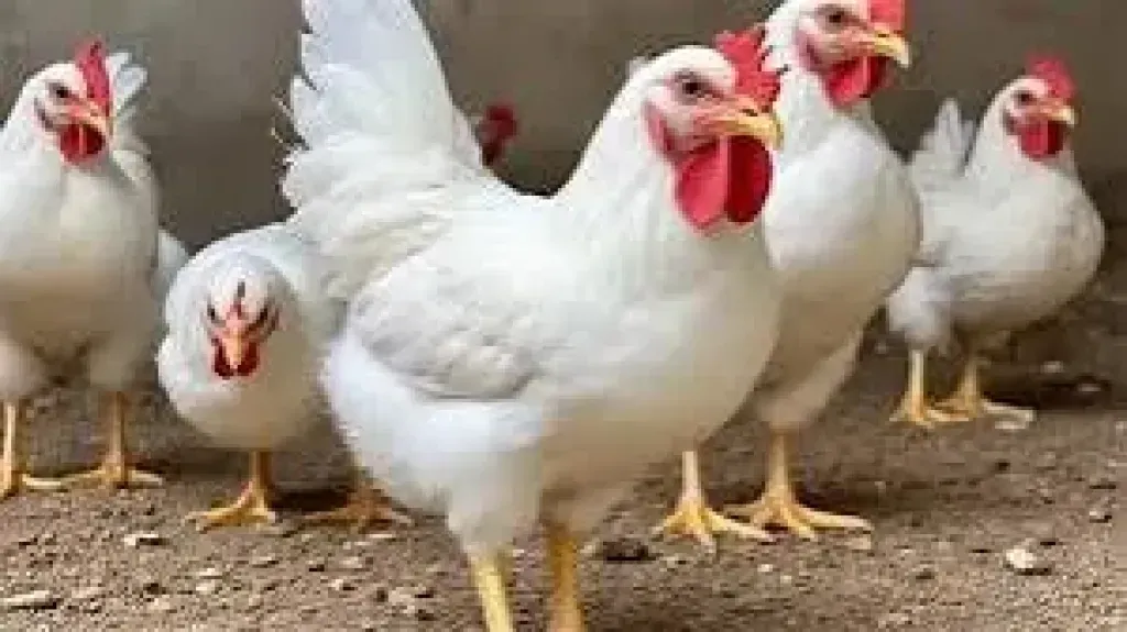 أسعار الفراخ في مصر اليوم السبت 21 - 2 - 2026