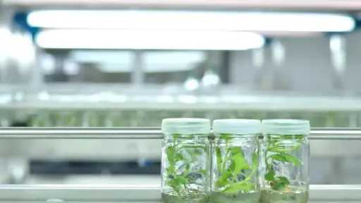 الأقلمة في زراعة الأنسجة بين النجاح والفشل