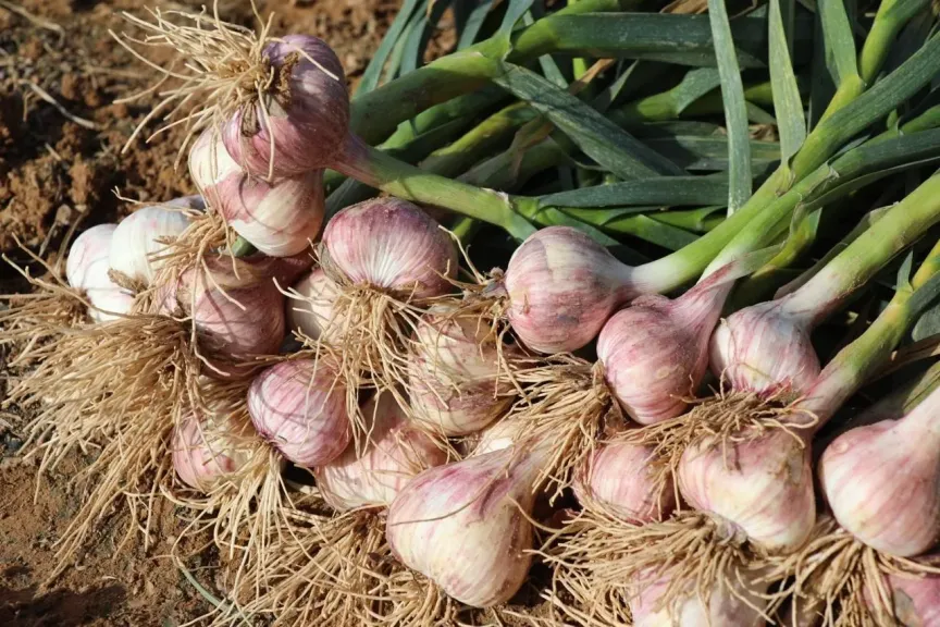 الإرشاد الزراعي يحدد برنامج تحجيم الثوم الآمن