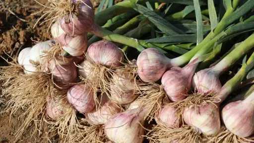 الإرشاد الزراعي يحدد برنامج تحجيم الثوم الآمن