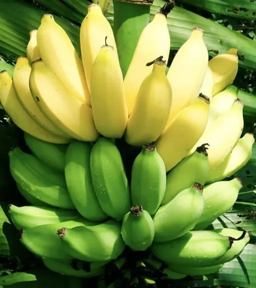 البساتين توضح المعاملات الزراعية لمحصول الموز