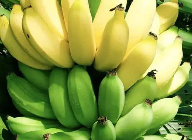 البساتين توضح المعاملات الزراعية لمحصول الموز