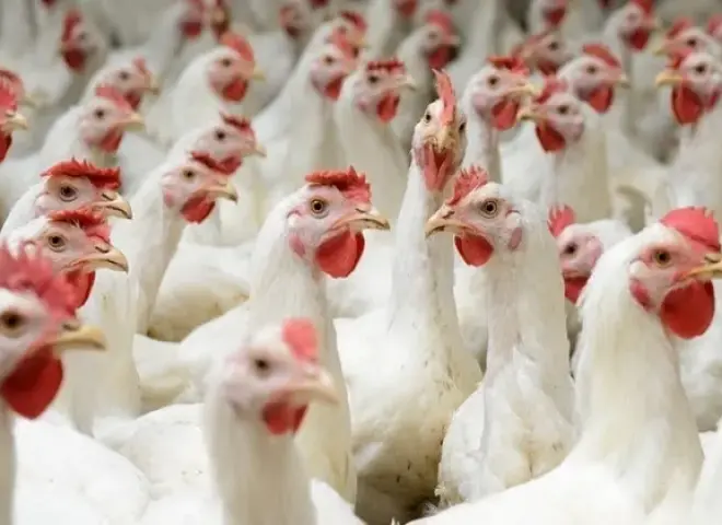 صناعة الدواجن في مصر: 1.6 مليار دجاجة سنويًا لضمان الغذاء