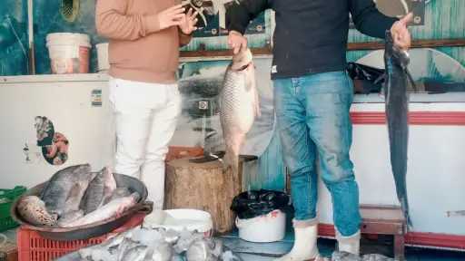 خبراء الأسماك في سوهاج يكشفون أفضل طرق اختيار السمك الطازج