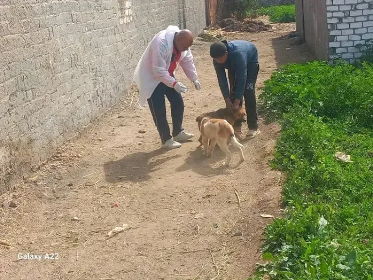 ”الزراعة”: تحصين 12,665 كلب حر وتعقيم 1,593 منذ يناير لمكافحة مرض السعار