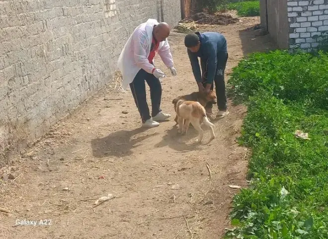 ”الزراعة”: تحصين 12,665 كلب حر وتعقيم 1,593 منذ يناير لمكافحة مرض السعار