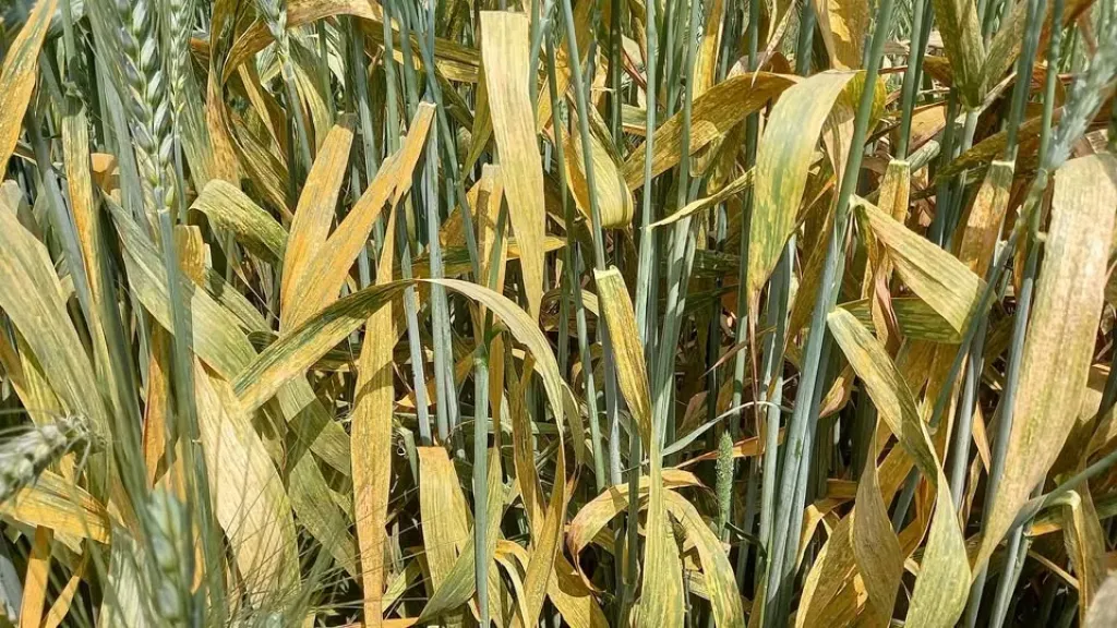 استشاري زراعي يوضح المبيدات المخصصة لعلاج الصدأ الأصفر في القمح