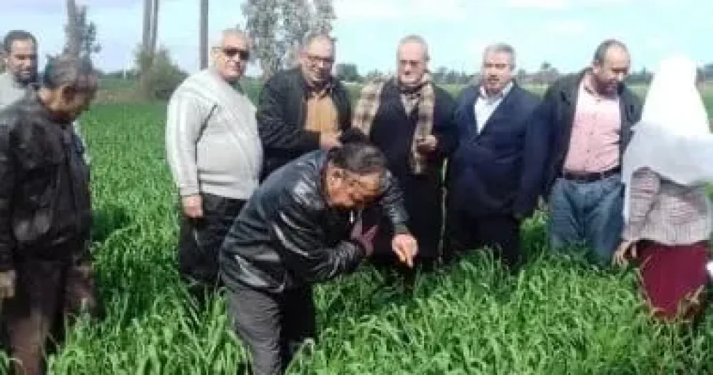 الزراعة تعلن خطة لحماية محصول القمح