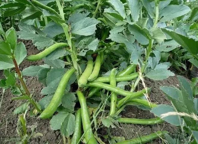 تقلبات أمشير تربك حسابات المزارعين