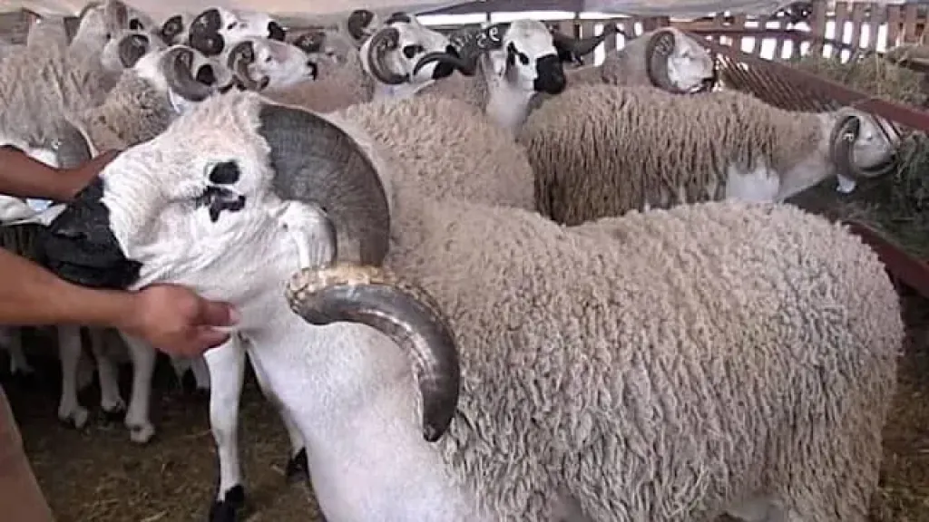 زراعة مطروح تطور تربية وتسمين الأغنام والماعز