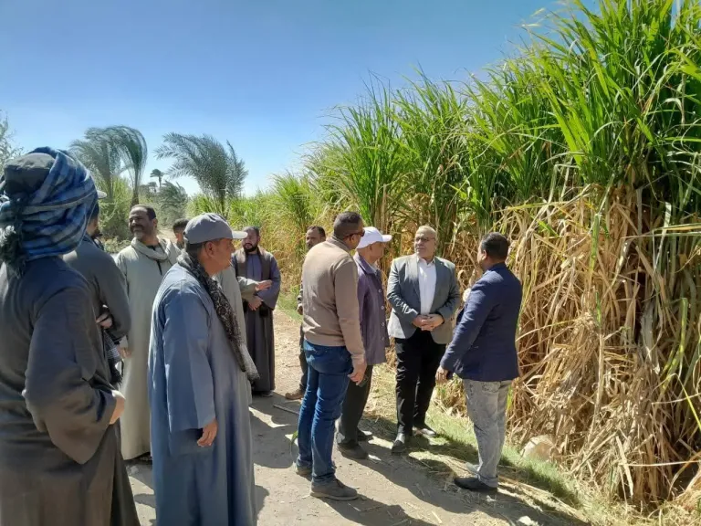كواليس موسم توريد قصب السكر بسوهاج
