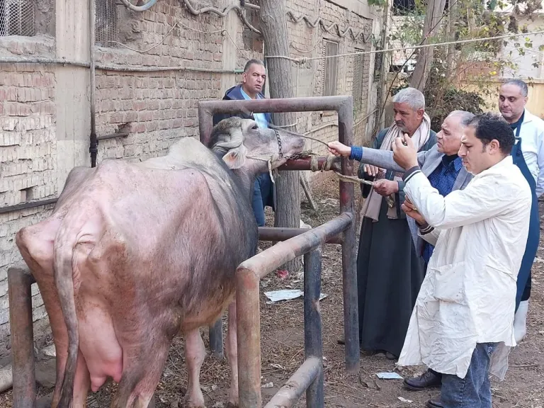 ”الزراعة” : 241 قافلة بيطرية مجانية لدعم صغار المربين في 238 قرية خلال يناير