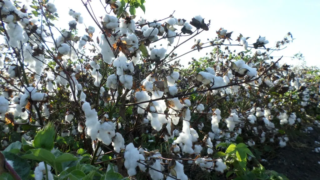 قرار تحديد أصناف القطن المعتمدة لموسم 2026