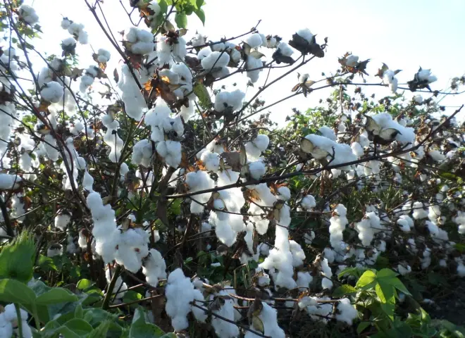 قرار تحديد أصناف القطن المعتمدة لموسم 2026