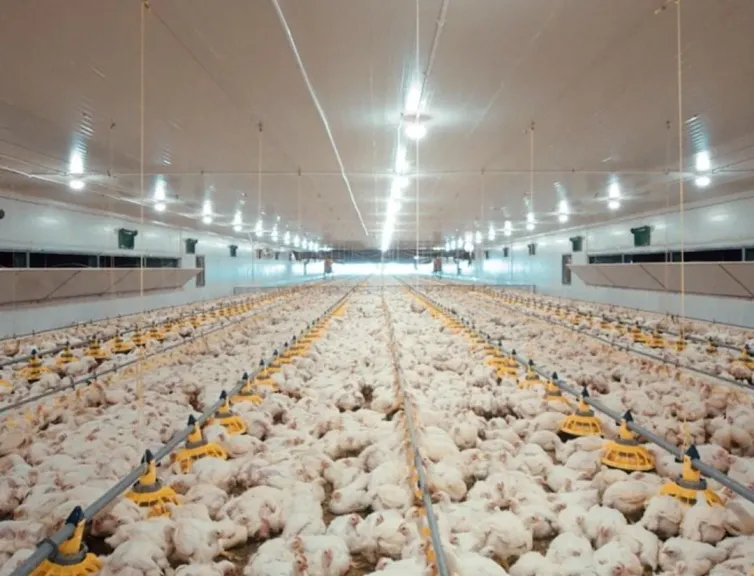 ثورة العنابر المغلقة.. الزراعة تعيد تشكيل مستقبل قطاع الدواجن
