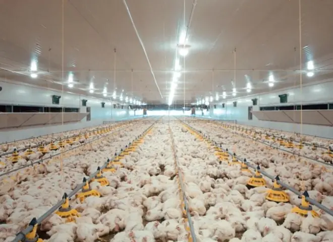 ثورة العنابر المغلقة.. الزراعة تعيد تشكيل مستقبل قطاع الدواجن