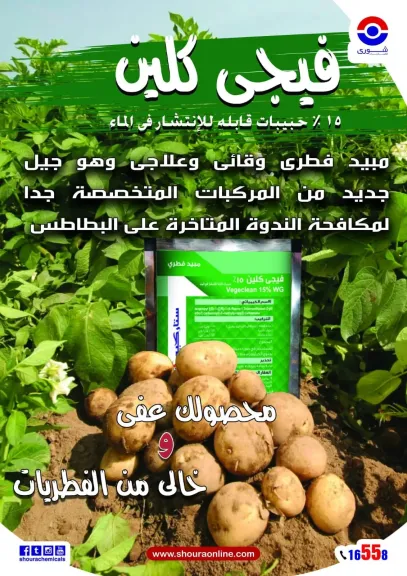 مع تقلبات الطقس.. الندوة المتأخرة تهدد البطاطس ومبيد من شورى يخفف خسائر المحصول