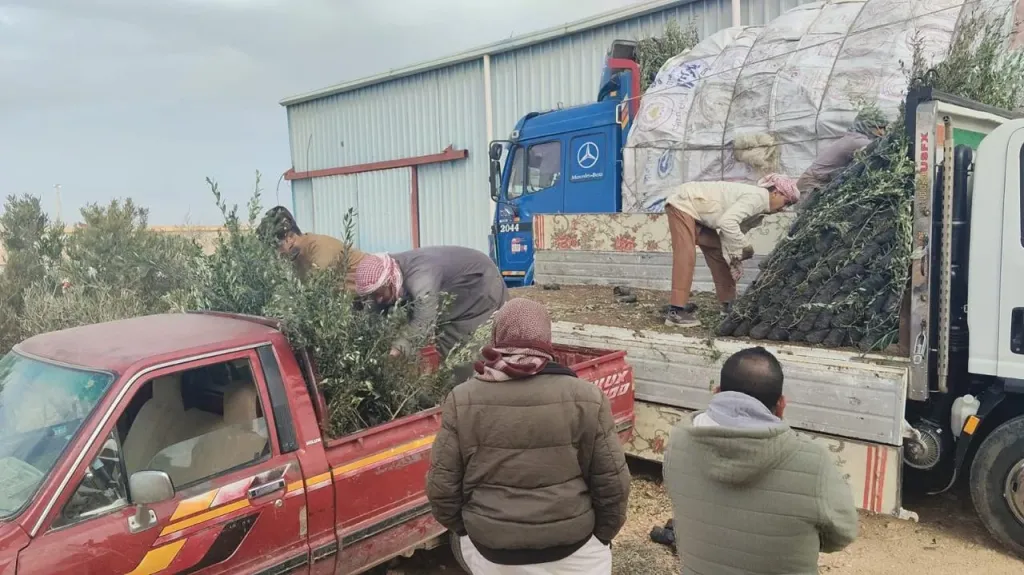 «الزراعة» توزع 33 ألف شتلة زيتون بالمجان لدعم التجمعات البدوية بمطروح